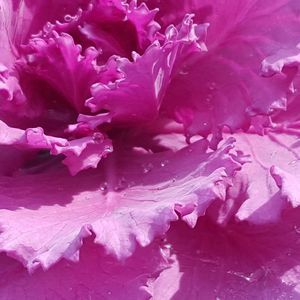 Meet your Posher, Covalyn